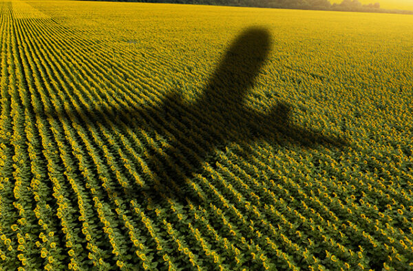 NGC | Shadow of a flying airplane over a vast field of sunflowers, casting a dark silhouette on the green and yellow crops below.