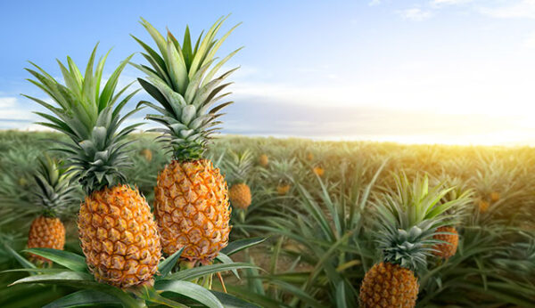 NGC | Pineapple field at sunrise, featuring ripe pineapples with spiky green leaves growing from the plants.